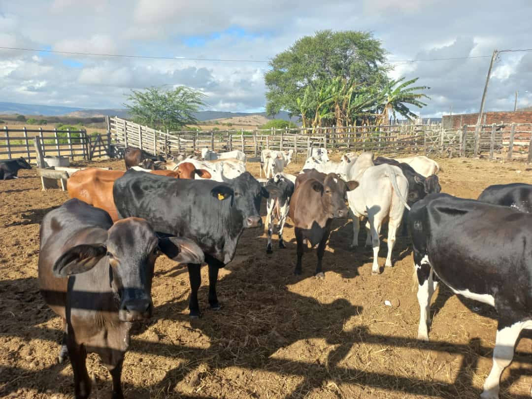 PROJETOS DA UFPB OFERECEM ASSISTÊNCIA TÉCNICA GRATUITA E FORTALECEM PRODUÇÃO DE LEITE NO BREJO E AGRESTE PARAIBANOS Foto: Divulgação