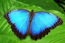 borboleta