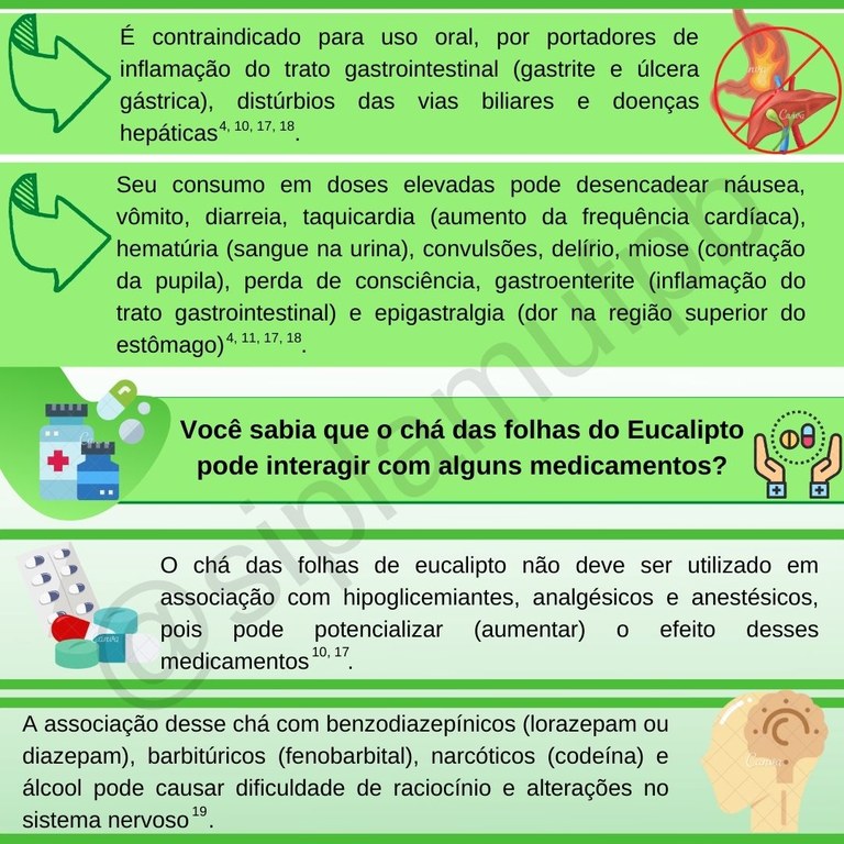eucalipto 9